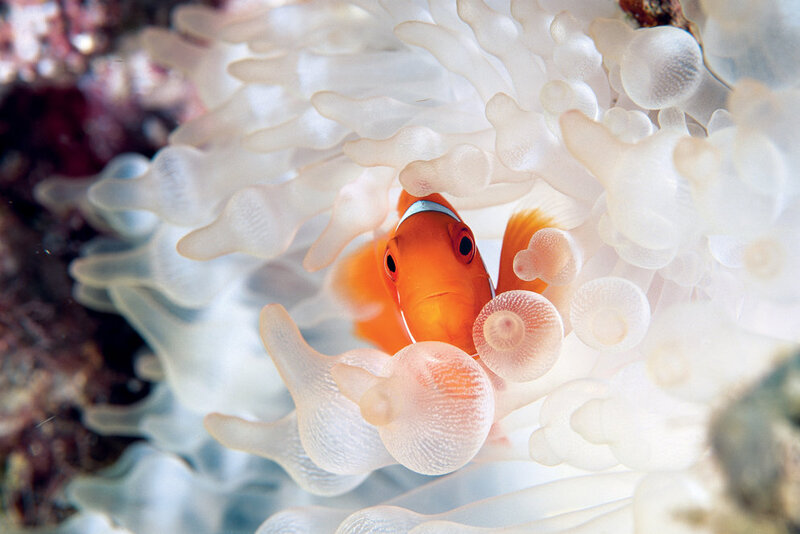 Need A Laugh? Clownfish! The Picture Show NPR