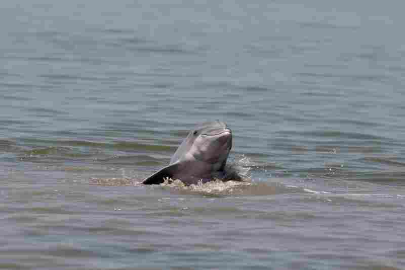 A dolphin rises up out of the water near Grand Terre Island off the coast of Louisiana on June 14. 
