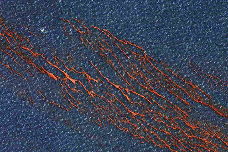 Tendrils of oil mar the waters of the Gulf of Mexico in this satellite image taken Monday. An estimated 5,000 barrels of oil a day are seeping into the Gulf, after an explosion last week on a drilling rig about 50 miles off the Louisiana coast. 