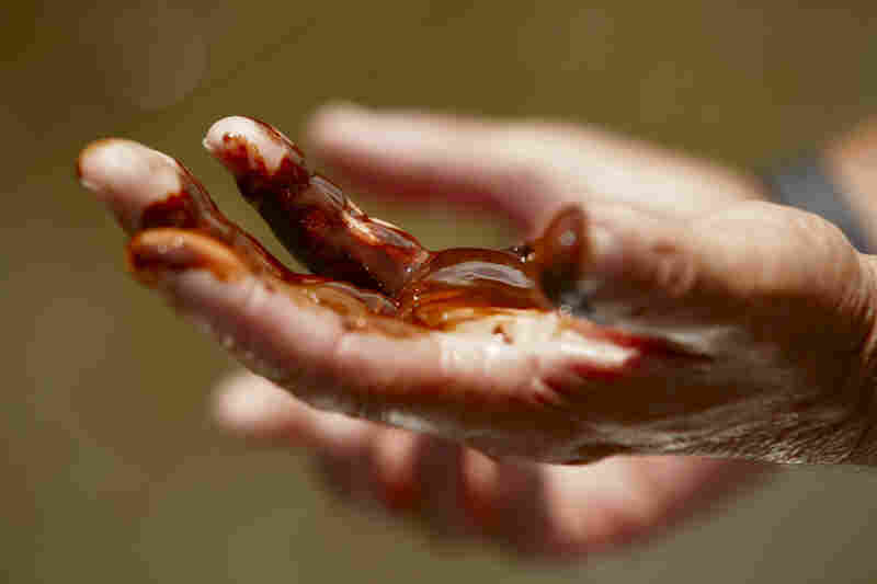 The hands of boat captain Preston Morris are covered in oil after collecting surface samples from the marsh of Pass a Loutre, La., on May 19. 