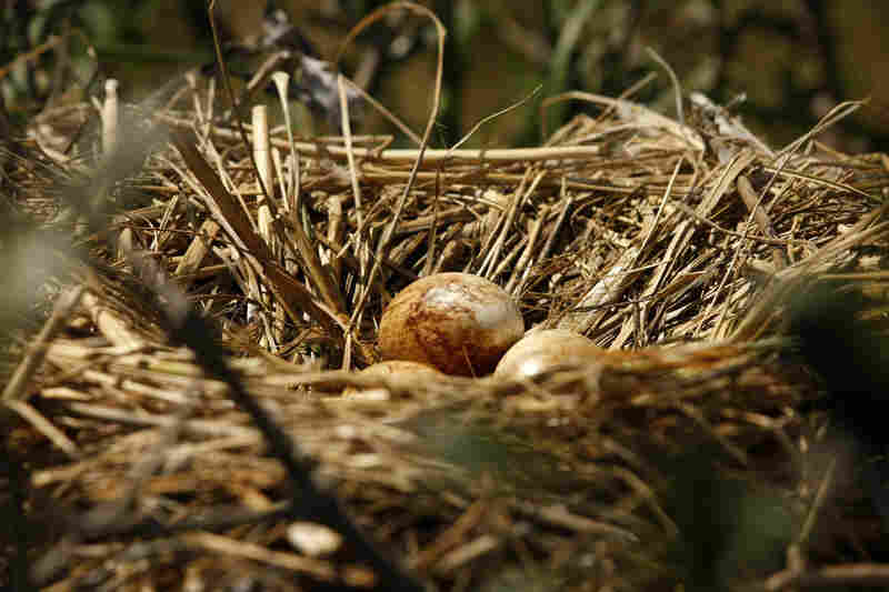 Pelican eggs stained with oil sit in a nest on an island in Barataria Bay on May 22. 