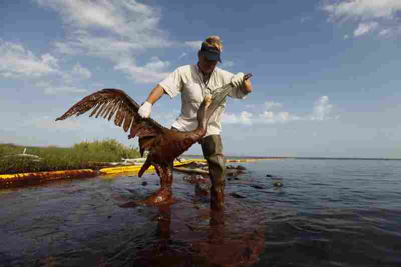 Plaquemines Parish coastal zone director P.J. Hahn lifts an oil-covered pelican out of the water on Queen Bess Island in Plaquemines Parish, La., June 5. 