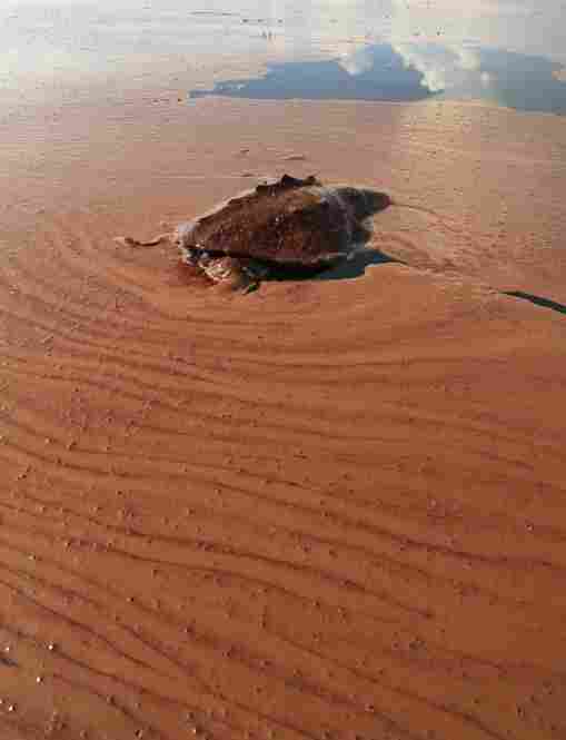 A dead turtle floats on a pool of oil from the Deepwater Horizon spill in Barataria Bay off the coast of Louisiana on June 7.  