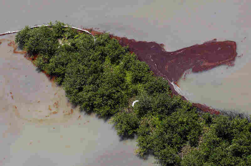 A bird flies over oil that has collected on wetlands on Elmer's Island in Grand Isle, La., May 20. The oil came inland despite oil booms that were placed at the wetlands' mouth on the Gulf of Mexico. 