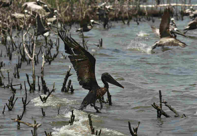 An oil-soaked pelican takes flight after Louisiana Fish and Wildlife employees tried to corral it on an island in Barataria Bay on the coast of Louisiana. The island, which is home to hundreds of brown pelican nests as well at terns, gulls and roseate spoonbills, is impacted by oil from the Deepwater Horizon spill. 
