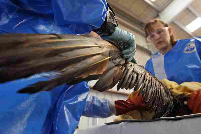 Danene Birtell with Tri-State Bird Rescue and Research tends to a Northern Gannet in Fort Jackson, La., on April 30. The bird, normally white when full grown, is covered in oil from the oil spill. 