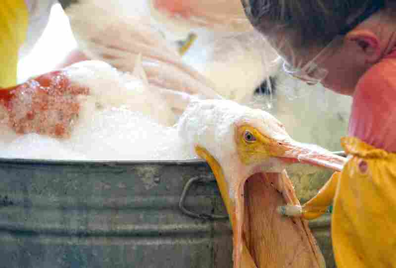 A volunteer uses a toothbrush to clean an oil-covered white pelican at the Fort Jackson Oiled Wildlife Rehabilitation Center in Buras, La., June 9. 