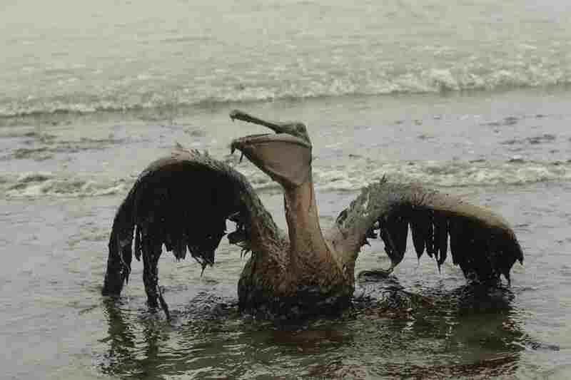 A brown pelican sits on the beach at East Grand Terre Island along the Louisiana coast after being drenched in oil from the BP Deepwater Horizon oil spill, June 3. 