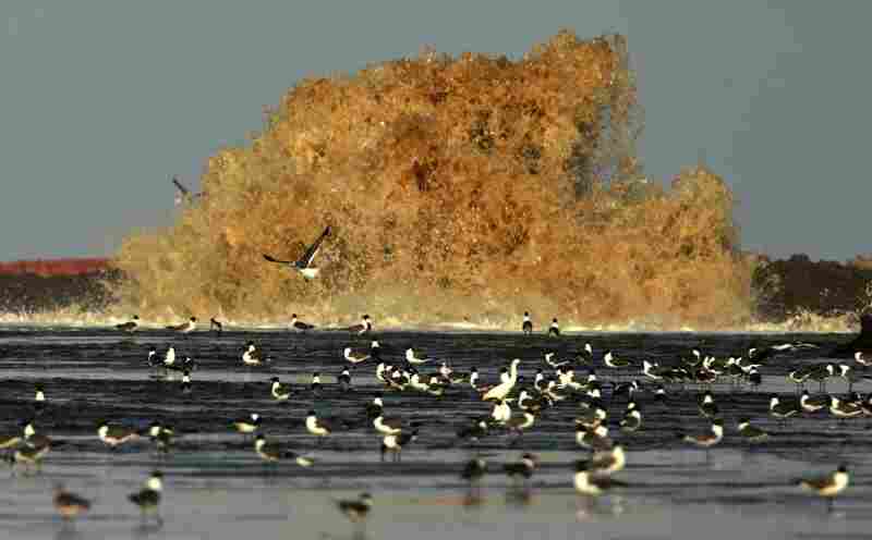 Sand from a dredge is pumped onto East Grand Terre Island, La., to provide a barrier against the Deepwater Horizon oil spill, June 8. 