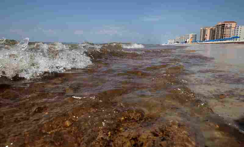 Crude oil washes ashore in Orange Beach, Ala., on June 12. Oil slicks, 4 to 6 inches thick in some parts, have washed up along the Alabama coast. 