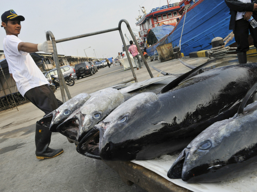 A worker in Jakarta, Indonesia, unloads a fresh catch of tuna for export to the U.S. and Japan. (Getty)
