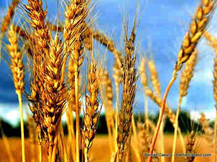 wheat