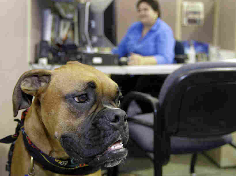 workplace dog