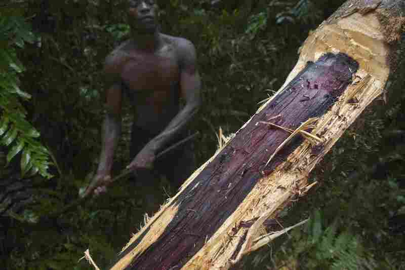 TA team of cuter of rose wood.They are coming from Antanandava.This rose wood tree will be sell 50000 Ariary (23 Usd) to a buyer in the forest.30 cm of diametre rhis tree ha of rose wood.The rose wood is inside some white wood who need to be cut out.This guy used to be vanilla farmer and also rice farmers