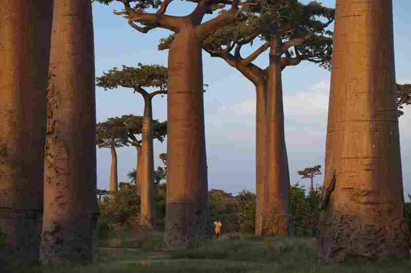 The Avenue of the Baobabs is an area near Morondava in the Menable region of western Madagascar. Protected since 2007, it is all that remains of a once-thick forest cleared for farmland. Growing 80 feet or more, baobabs are valued for fruit and bark.