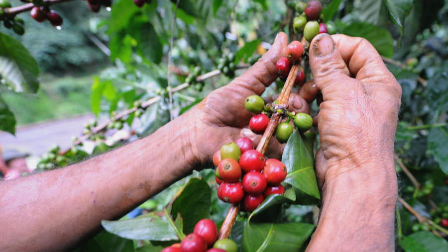 Why Coffee Is Getting More Expensive Money NPR