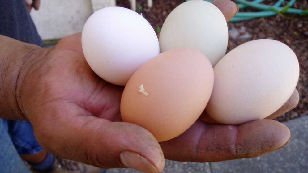 with-salmonella-it-s-a-chicken-or-egg-conundrum-npr