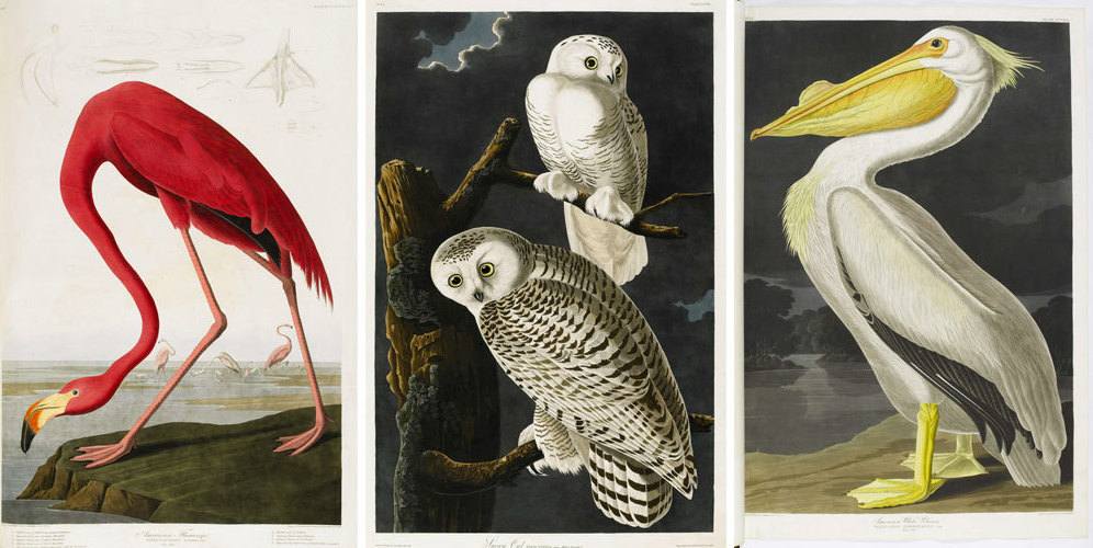 Most Expensive Book Ever To Go On Sale The Two Way Npr Top 10 most expensive birds in the world 2020 podrobnee. most expensive book ever to go on sale the two way npr