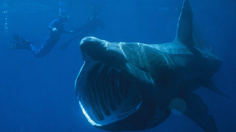 Giant Sharks Swim Onto Species Watch List Npr