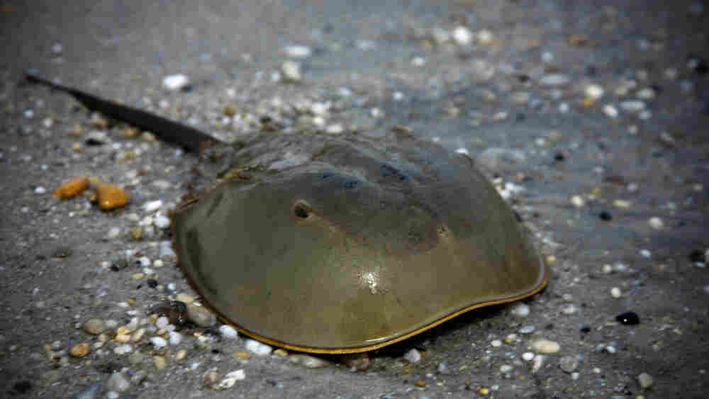 A horseshoe crab.