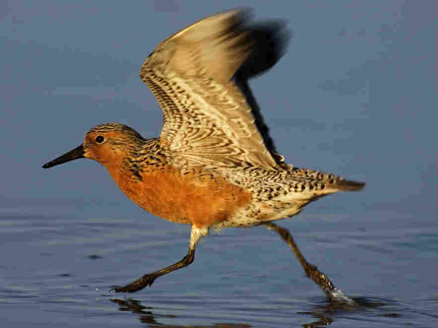 Red Knot