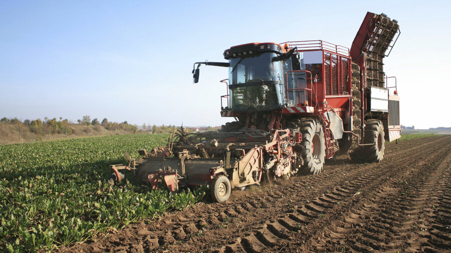 how to grow sugar beets