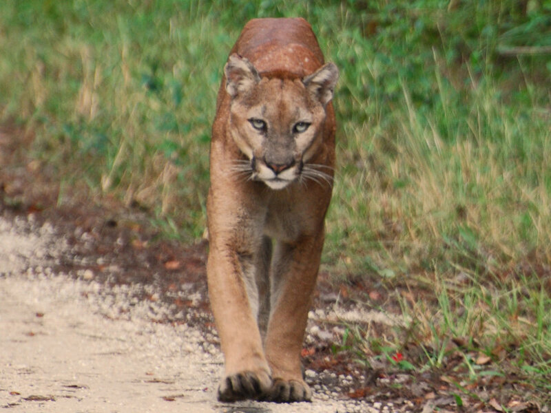 eastern puma vs florida panther