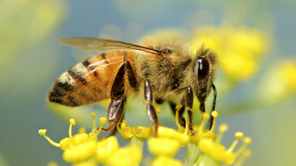 Why Are Bees Dying? It's Not What You Might Think : Short Wave : NPR