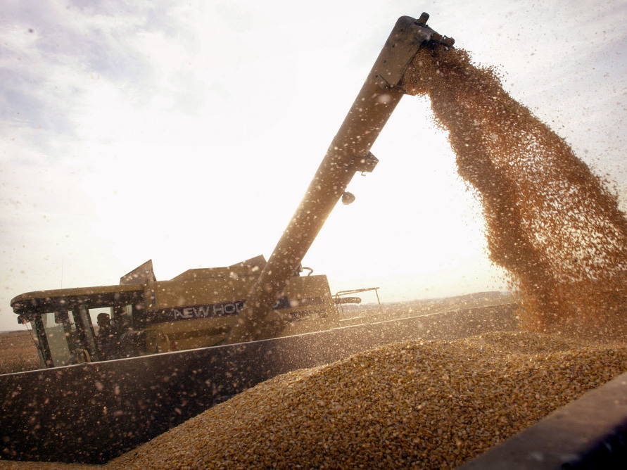 Modified Corn Helps Common Kind, Too NCPR News