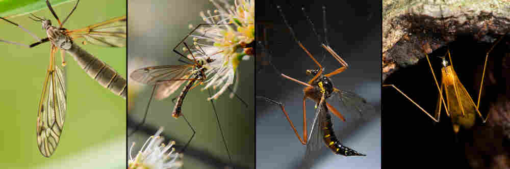 crane flies