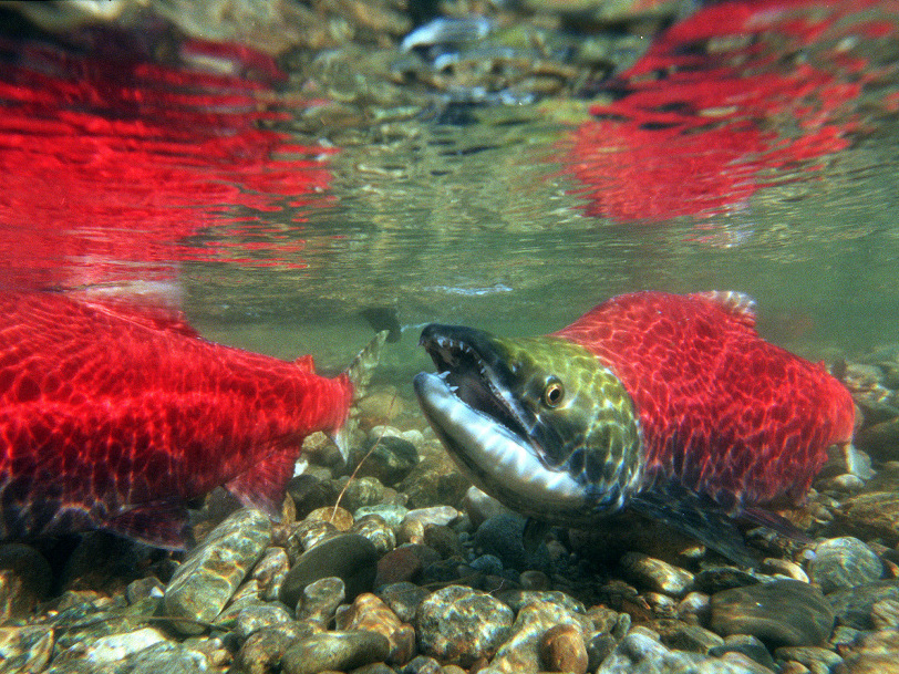 British Columbia Sees Largest Salmon Run In A Century, 34 Million Strong The TwoWay NPR