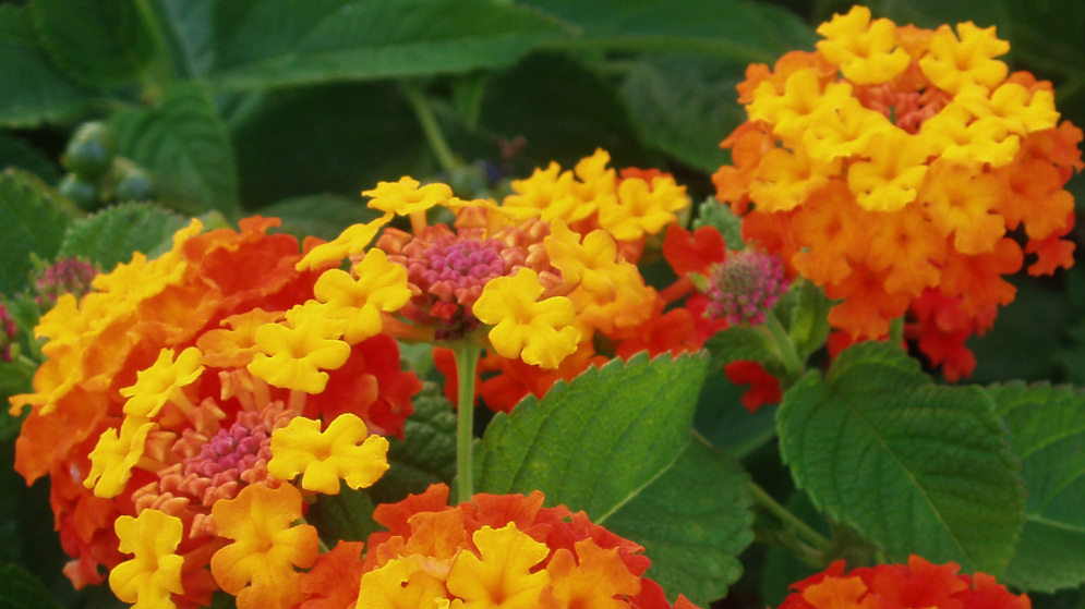 Kids Face Fewer Risks From Common Ornamental Flower Than Thought