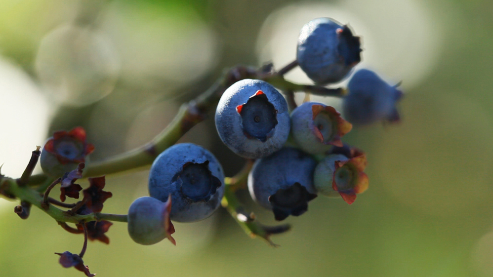 Bow Down To The Medicinal Power Of Cranberries NPR