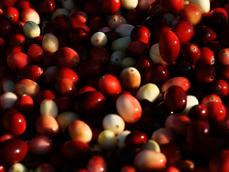 Scientists say cranberry's medicinal powers include preventing bacteria like <em>E. coli</em> and staph from sticking to cells.