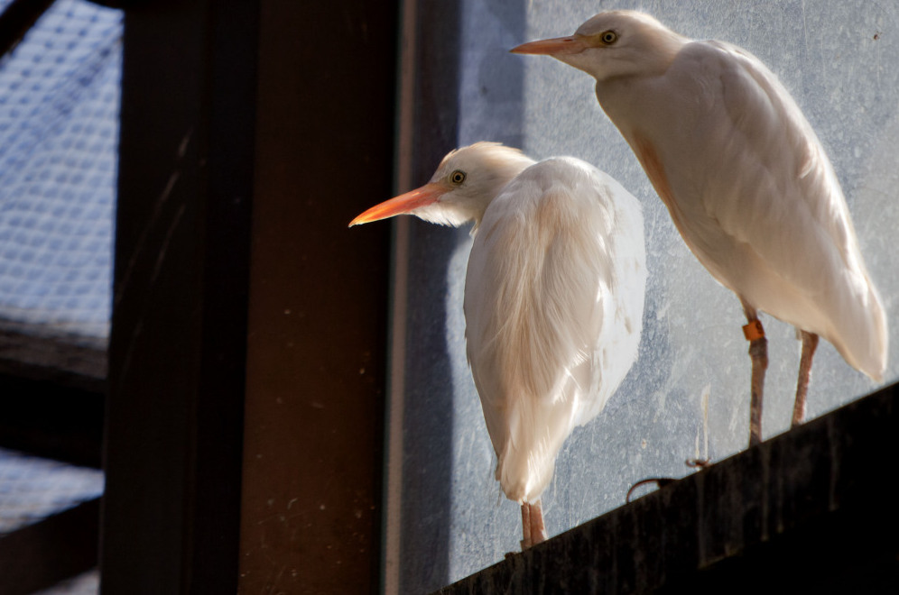 Two captive Cattle egret (<em>Bubulcus ibis</em>) sisters at the National Zoo in Washington D.C.  This species of heron are known to practice siblicide when the parents are away from the nest hunting for insects and fish. (NPR)
