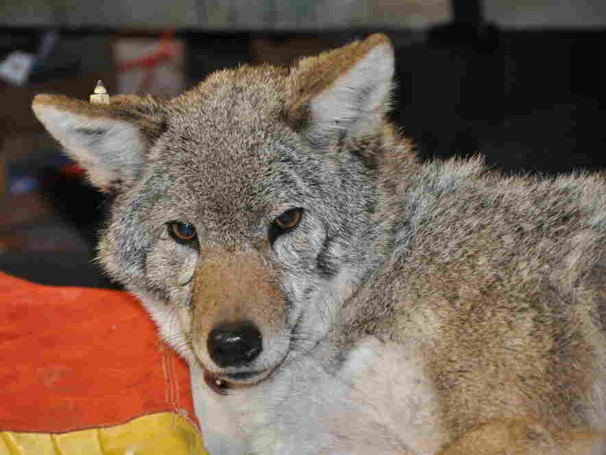 Big Mama, the coyote