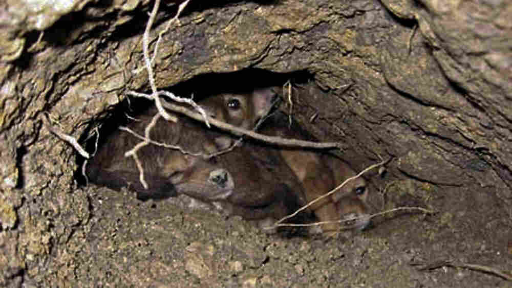 A group of coyote pubs in their den.