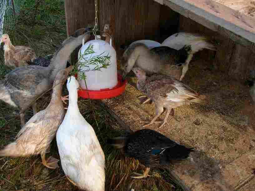Duck, turkeys, and geese