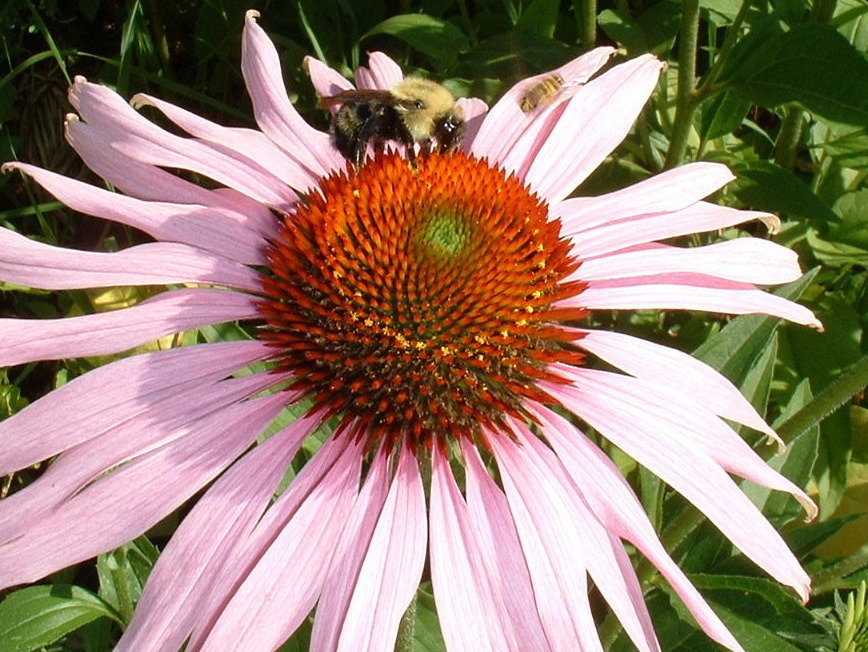 If Echinacea Does Anything For Colds, It Isn't Much Shots Health News NPR
