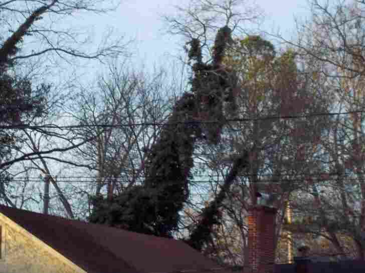 Photo of tree monster.