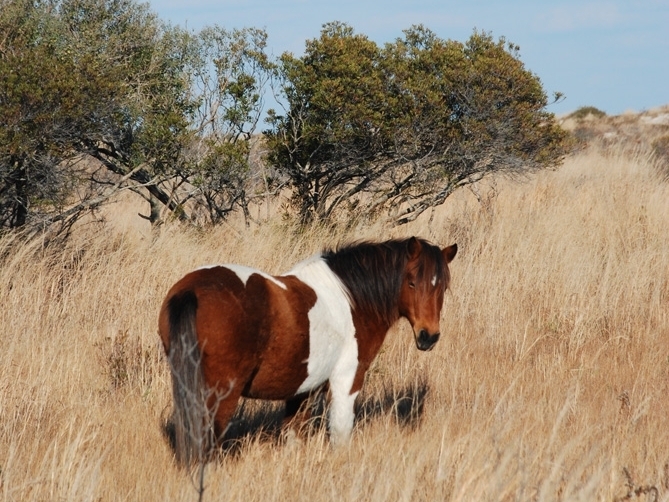 A wild horse at  Assateague Island National Seashore in Maryland. The horses on the island are not given supplemental food or vet care, but the National Park Service darts its mares with a birth control vaccine to help reduce the size of the herd. (NPR)