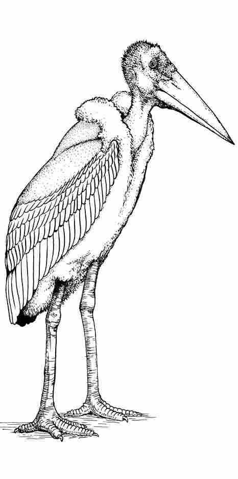 Leptoptilos robustus