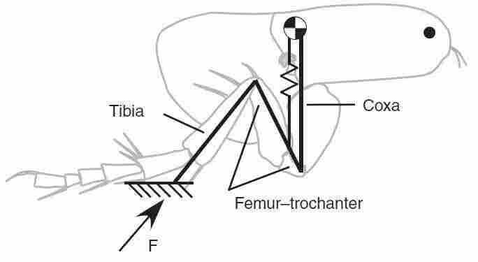 Diagram of a flea jumping off its tarsus.