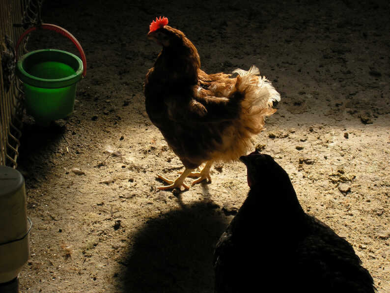 How To Kill A Live Chicken NPR