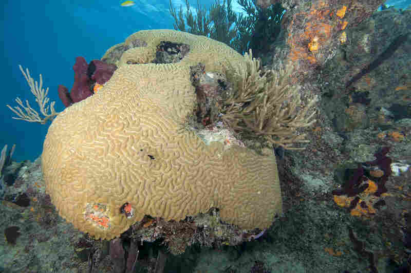 Healthy brain coral at the Exuma Cays Land and Sea Park in the Bahamas. 