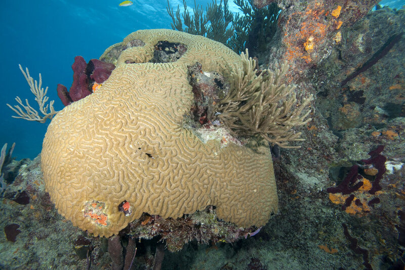 World's Coral Reefs Facing Serious Threats : NPR