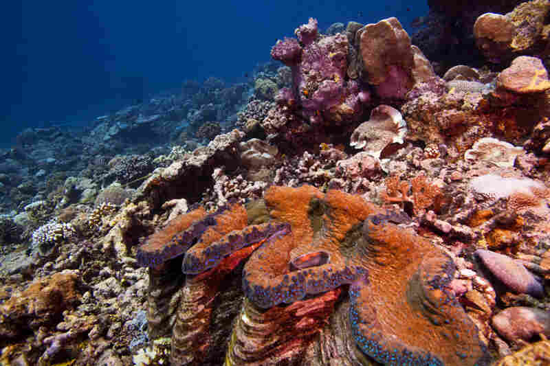A giant clam and healthy coral reef on the east side of Palau. The coral reefs of Palau are part of a massive interconnected system that ties together Micronesia and the Western Pacific. 
