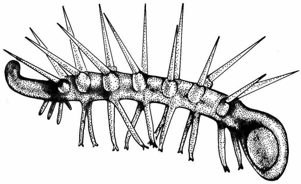 Illustration of Hallucigenia.