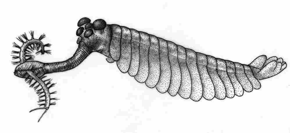 Illustration of Opabinia.