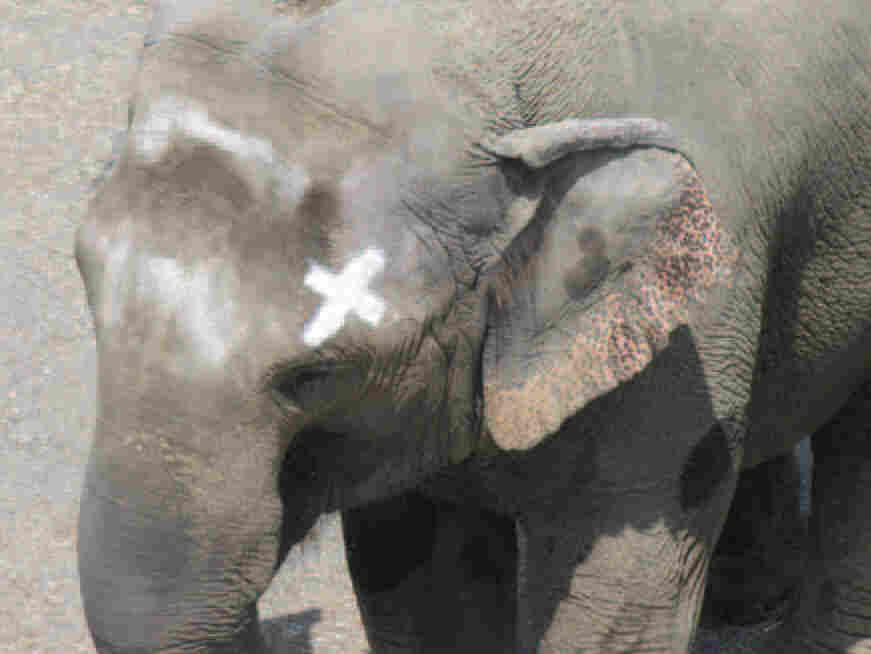 'Happy' the elephant, touching mark on her head.